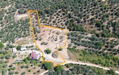 Trilye Halilbey Mahallesi İmara Yakın Zeytinlik
