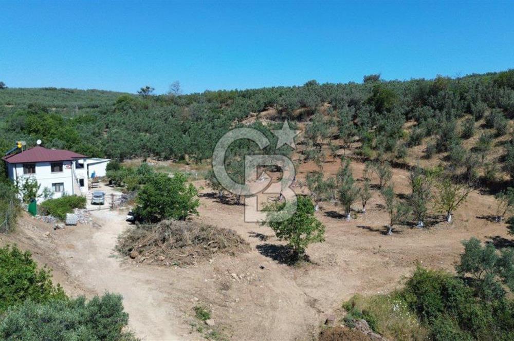Trilye Halilbey Mahallesi İmara Yakın Zeytinlik