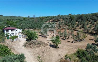 Trilye Halilbey Mahallesi İmara Yakın Zeytinlik