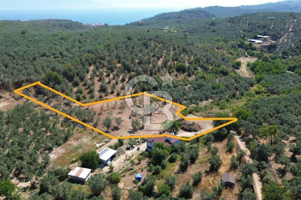 Trilye Halilbey Mahallesi İmara Yakın Zeytinlik