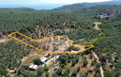 Trilye Halilbey Mahallesi İmara Yakın Zeytinlik