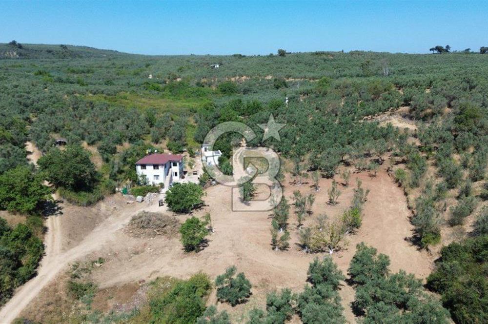 Trilye Halilbey Mahallesi İmara Yakın Zeytinlik
