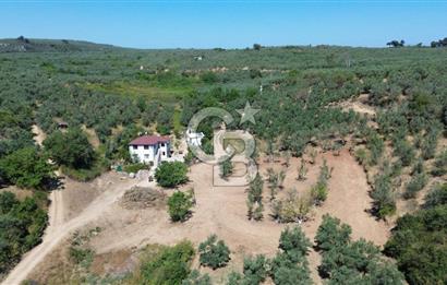 Trilye Halilbey Mahallesi İmara Yakın Zeytinlik