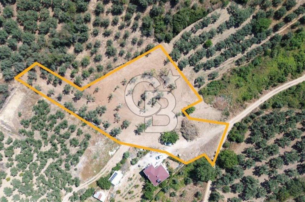 Trilye Halilbey Mahallesi İmara Yakın Zeytinlik