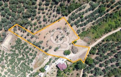 Trilye Halilbey Mahallesi İmara Yakın Zeytinlik