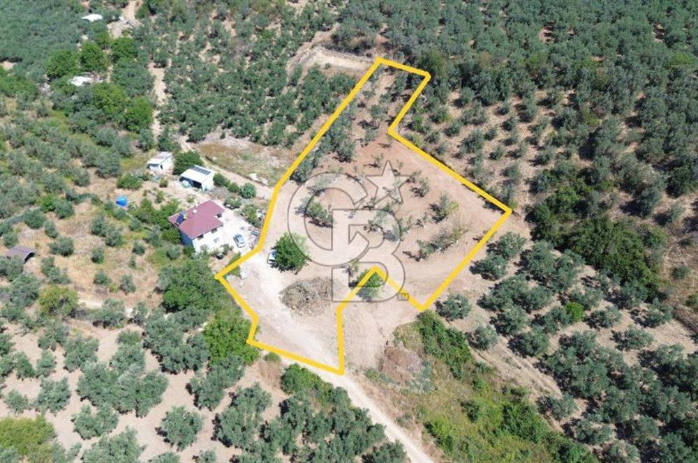 Trilye Halilbey Mahallesi İmara Yakın Zeytinlik