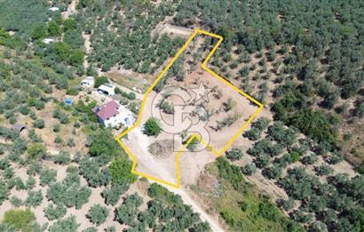 Trilye Halilbey Mahallesi İmara Yakın Zeytinlik