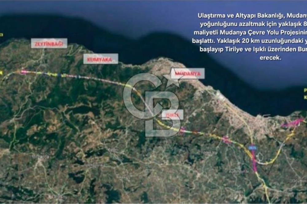 Trilye Halilbey Mahallesi İmara Yakın Zeytinlik