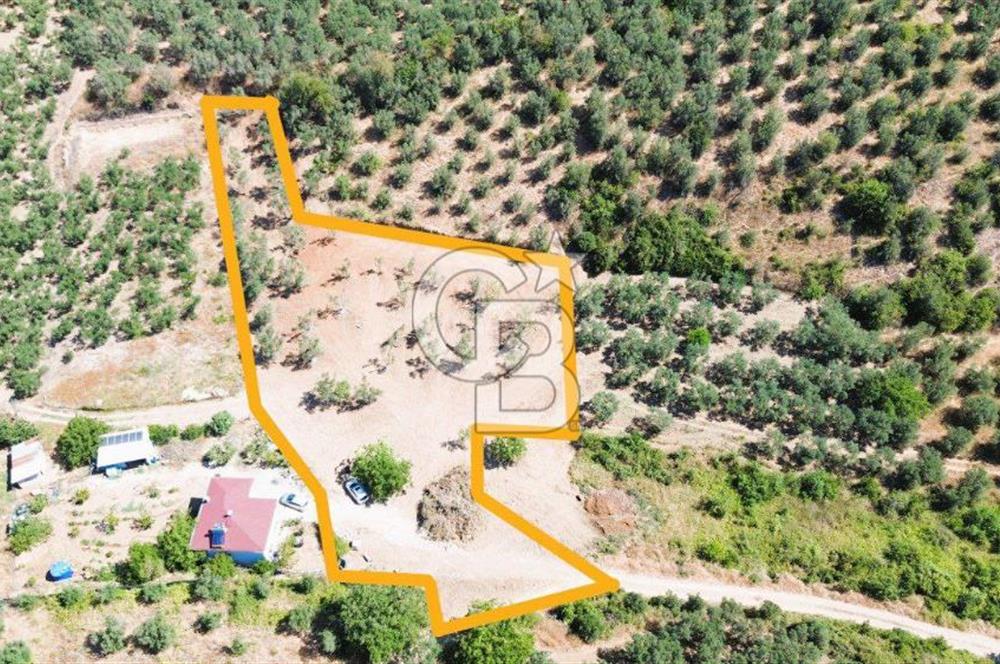 Trilye Halilbey Mahallesi İmara Yakın Zeytinlik