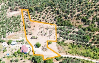 Trilye Halilbey Mahallesi İmara Yakın Zeytinlik
