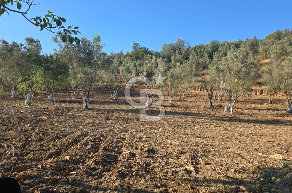 Trilye Halilbey Mahallesi İmara Yakın Zeytinlik