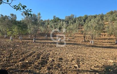 Trilye Halilbey Mahallesi İmara Yakın Zeytinlik