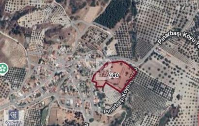 Saruhanlı Pınarbaşı köye yakın zeytinlik 