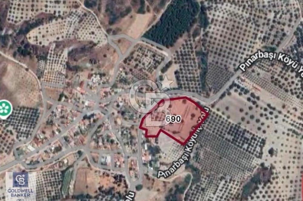 Saruhanlı Pınarbaşı köye yakın zeytinlik 