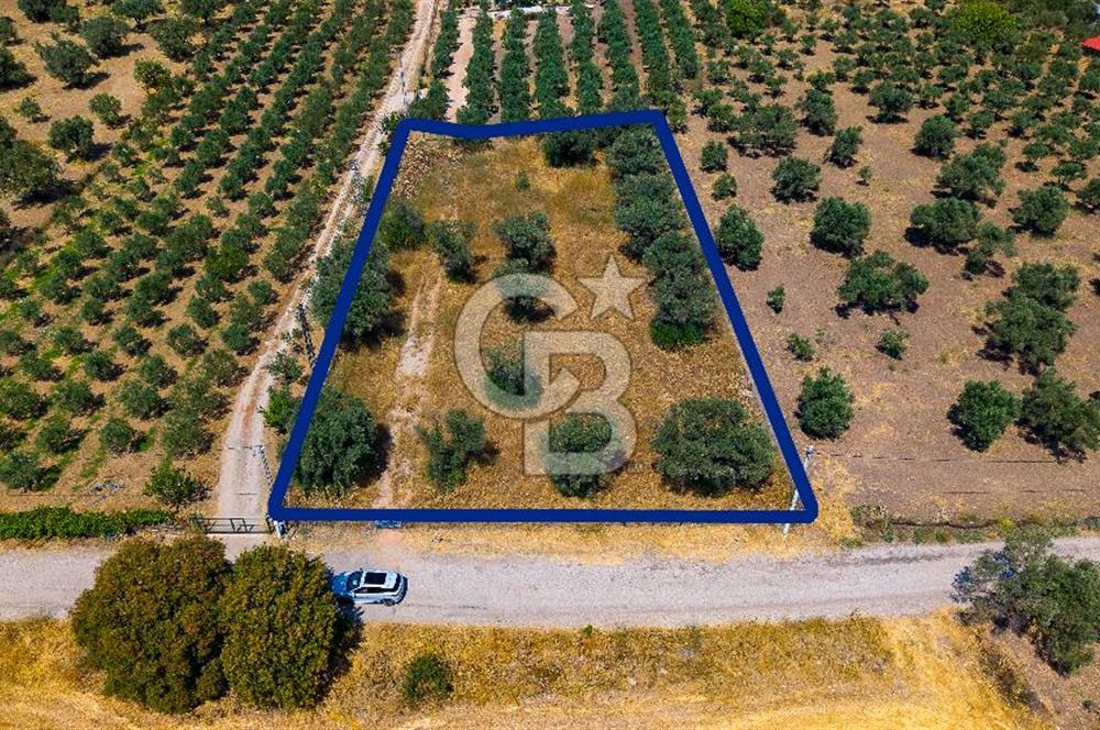 Foça Kocamehmetler'de Satılık Tek Tapulu Tarla