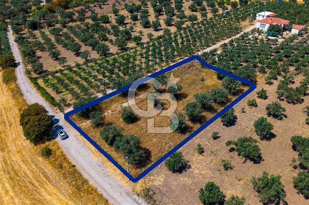 Foça Kocamehmetler'de Satılık Tek Tapulu Tarla