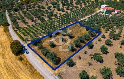 Foça Kocamehmetler'de Satılık Tek Tapulu Tarla