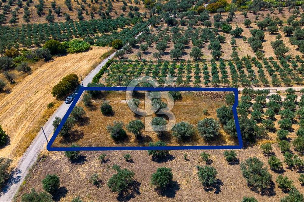 Foça Kocamehmetler'de Satılık Tek Tapulu Tarla