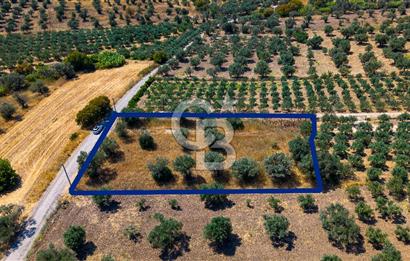 Foça Kocamehmetler'de Satılık Tek Tapulu Tarla