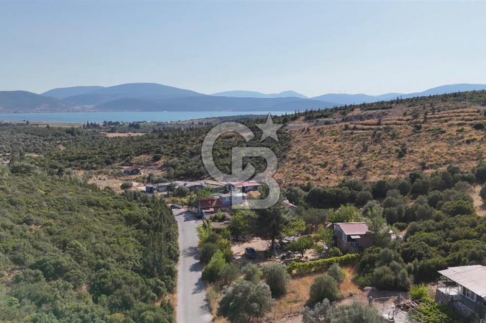 Urla Özbek'te Deniz Manzaralı Satılık Zeytinlik