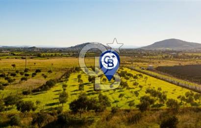 FOÇA KOCAMEHMETLER’DE 6.484 M² TEK TAPU SATILIK TARLA
