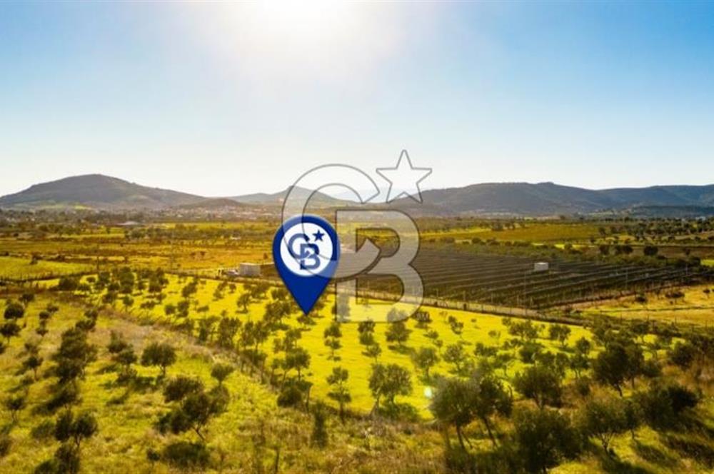 FOÇA KOCAMEHMETLER’DE 6.484 M² TEK TAPU SATILIK TARLA