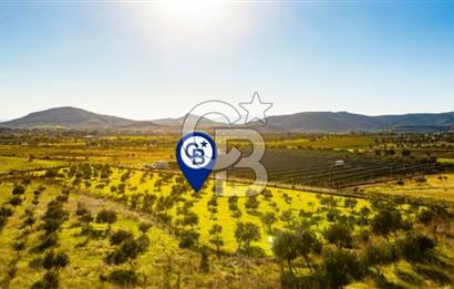 FOÇA KOCAMEHMETLER’DE 6.484 M² TEK TAPU SATILIK TARLA
