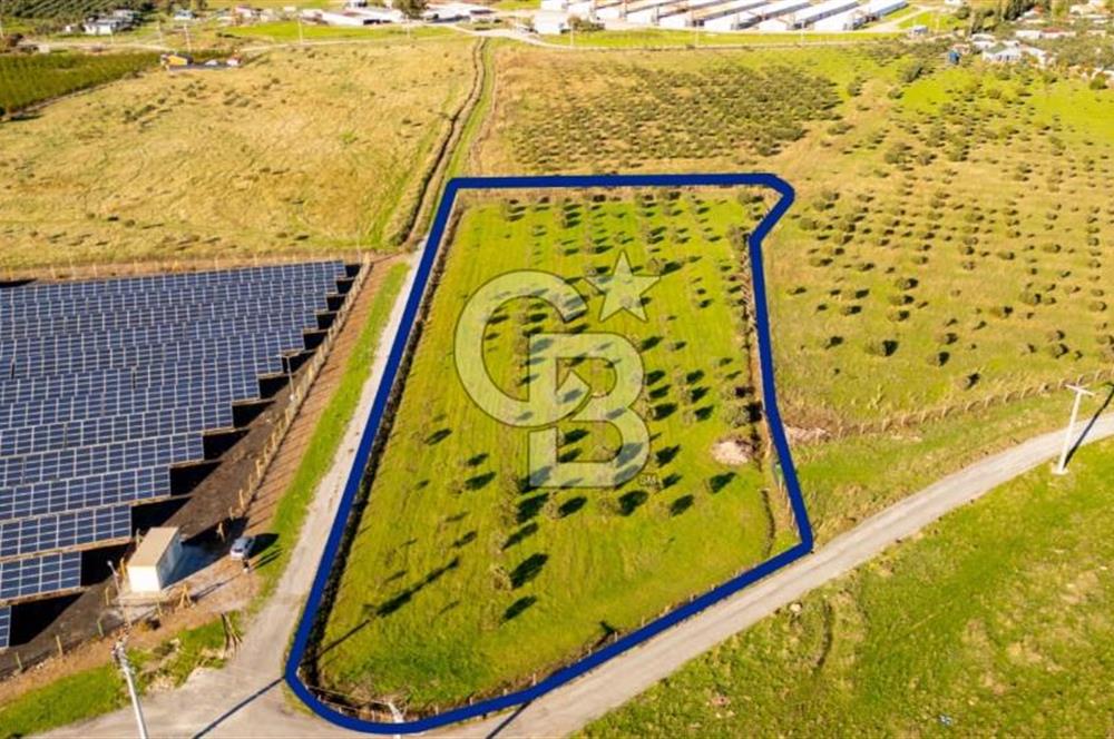 FOÇA KOCAMEHMETLER’DE 6.484 M² TEK TAPU SATILIK TARLA