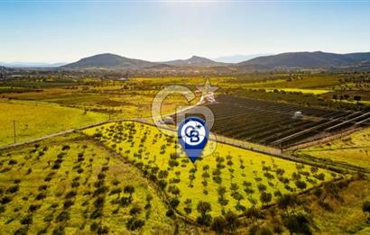 FOÇA KOCAMEHMETLER’DE 6.484 M² TEK TAPU SATILIK TARLA