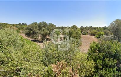 ÇEŞME'DE SATILIK 4600 M2 ARAZİ, DENİZE YÜRÜME MESAFESİNDE