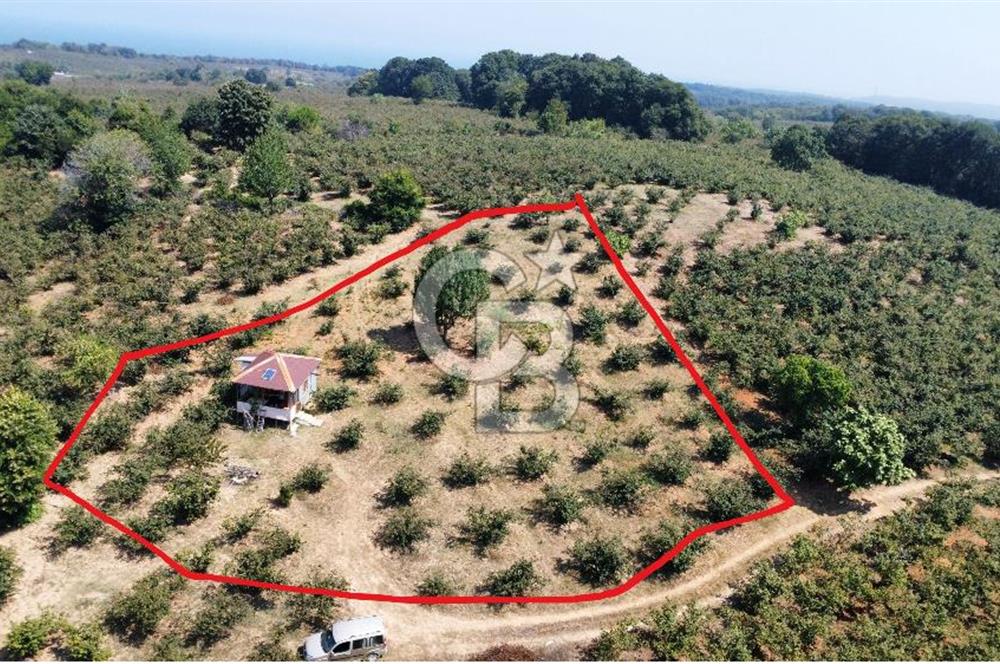 KANDIRA BOLLU KÖYÜNDE SATILIK HARİKA KONUMDA RESMİ YOLLU TARLA