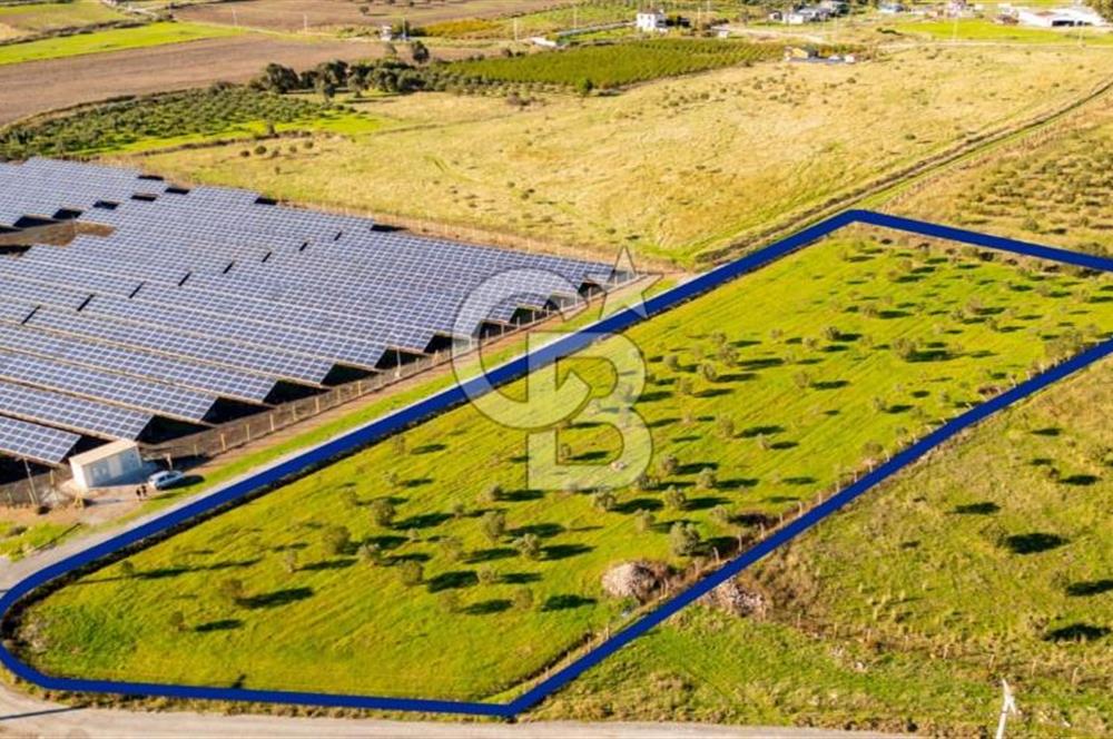FOÇA KOCAMEHMETLER’DE 6.484 M² TEK TAPU SATILIK TARLA