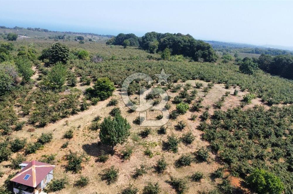 KANDIRA BOLLU KÖYÜNDE SATILIK HARİKA KONUMDA RESMİ YOLLU TARLA