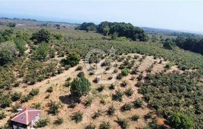 KANDIRA BOLLU KÖYÜNDE SATILIK HARİKA KONUMDA RESMİ YOLLU TARLA