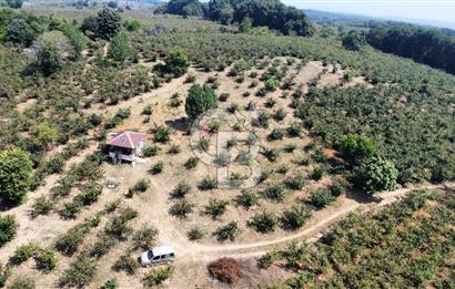 KANDIRA BOLLU KÖYÜNDE SATILIK HARİKA KONUMDA RESMİ YOLLU TARLA