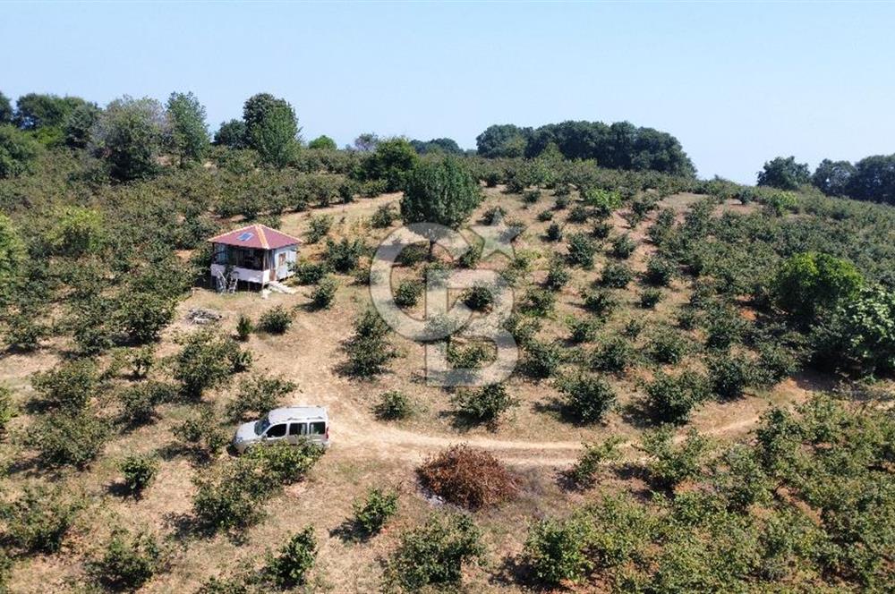 KANDIRA BOLLU KÖYÜNDE SATILIK HARİKA KONUMDA RESMİ YOLLU TARLA