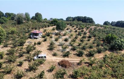 KANDIRA BOLLU KÖYÜNDE SATILIK HARİKA KONUMDA RESMİ YOLLU TARLA
