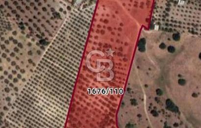 ÇANDARLI'DA SATILIK (700 m²) TARLA HİSSESİ