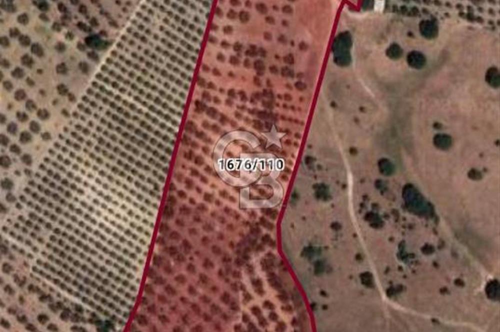 ÇANDARLI'DA SATILIK (700 m²) TARLA HİSSESİ