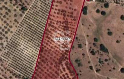 ÇANDARLI'DA SATILIK (700 m²) TARLA HİSSESİ