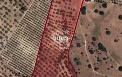 ÇANDARLI'DA SATILIK (700 m²) TARLA HİSSESİ