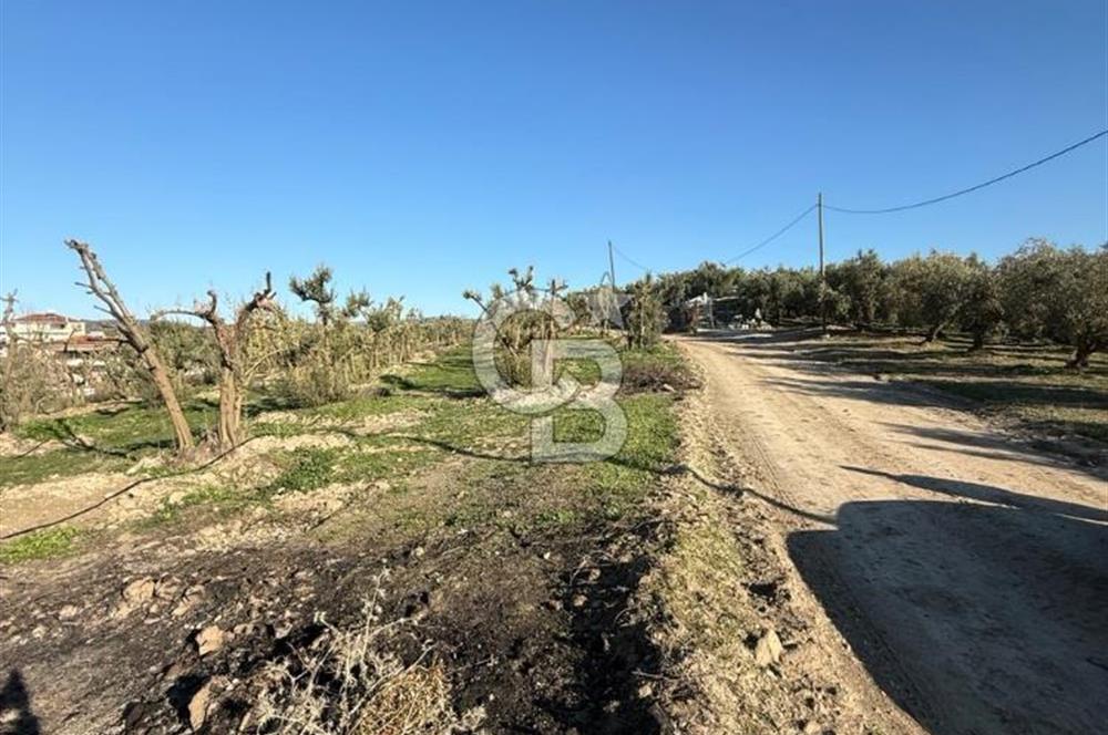 MUDANYA YAYLACIK KÖY MEYDANINDA ASFALT YOLA CEPHE