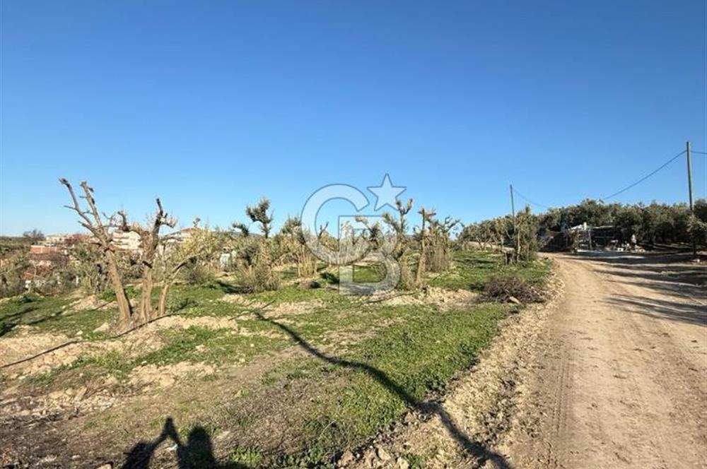 MUDANYA YAYLACIK KÖY MEYDANINDA ASFALT YOLA CEPHE