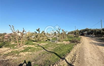 MUDANYA YAYLACIK KÖY MEYDANINDA ASFALT YOLA CEPHE
