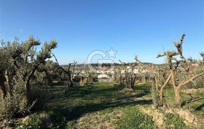 MUDANYA YAYLACIK KÖY MEYDANINDA ASFALT YOLA CEPHE