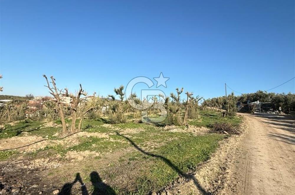 MUDANYA YAYLACIK KÖY MEYDANINDA ASFALT YOLA CEPHE