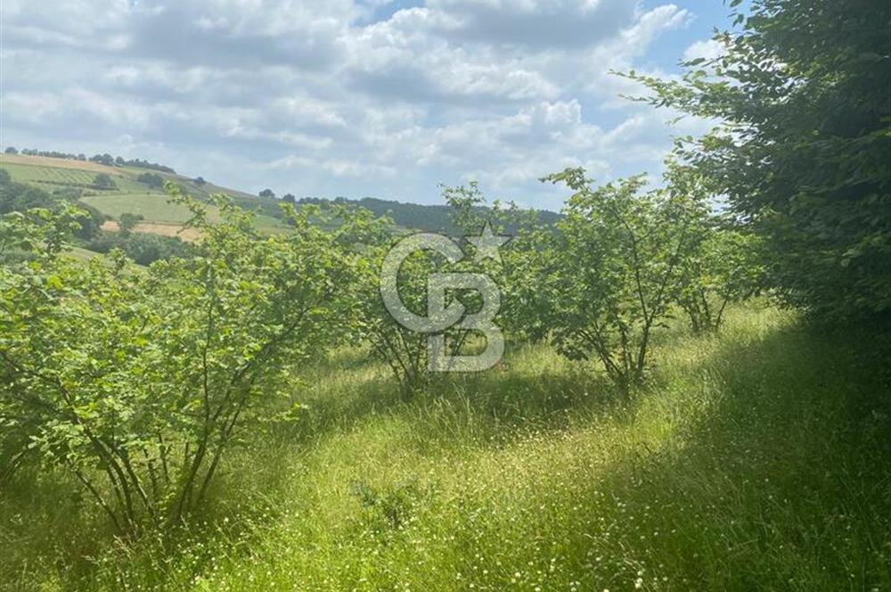 KOCAELİ KANDIRA MÜLKÜŞEHSUVARDA 21561 M2 SATILIK TARLA