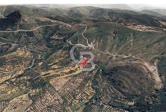 Ayvalık çamoba Köyü 4.046 metrekare palamutluk tarla - 1 - 370142