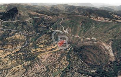 Ayvalık çamoba Köyü 4.046 metrekare palamutluk tarla