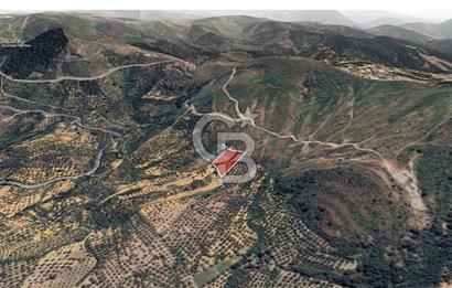 Ayvalık çamoba Köyü 4.046 metrekare palamutluk tarla